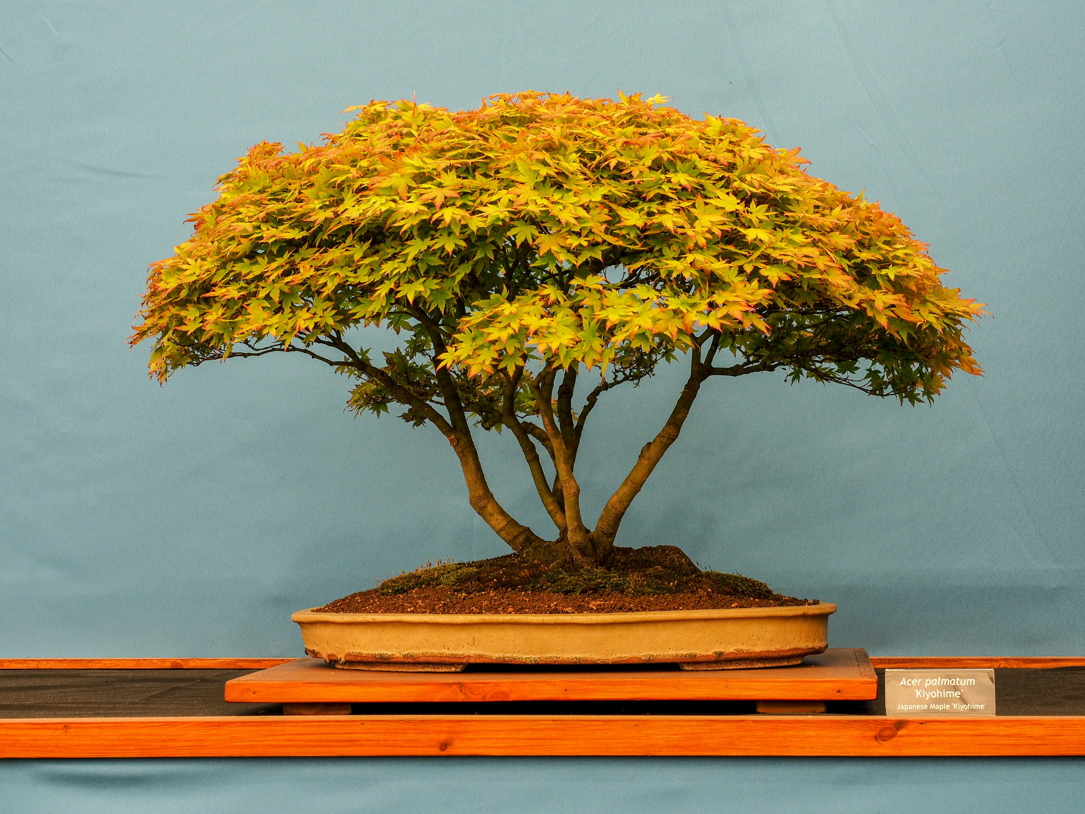 Carefully tended bonsai tree in warm natural light — steady, deliberate growth shaped by attention over time