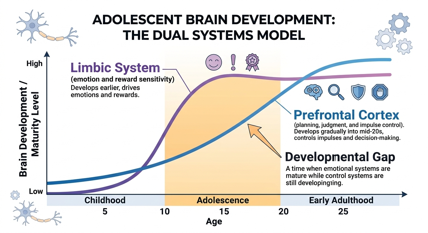 Limbic gap diagram showing early limbic system maturation outpacing delayed prefrontal cortex development during adolescence
